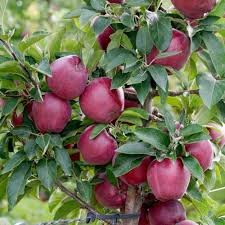 Apple Shimla